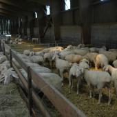 Au 8 août, la France comptabilisait trois foyers de Fco-Btv 3, dans le Nord, l’Aisne et les Ardennes. Photo : H.Flamant