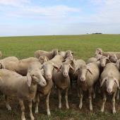 Un axe de prévention à ne pas négliger est le renforcement de l’immunité globale du troupeau. Photo : H.Flamant