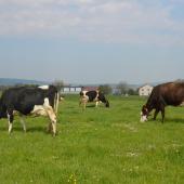 Timothée Petit : «En France, les éleveurs réfléchissent l’utilisation de leurs prairies en fonction des besoins physiologiques des animaux».
