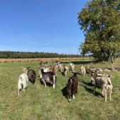 Alpines, Poitevines, Toggenbourgs et chèvres de Lorraine composent  le troupeau de Pauline. Photo DR