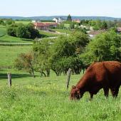 Aline Baguet : « Les régions, les territoires, et les filières doivent réfléchir, localement, autour des leviers d’action » établis au niveau national.
