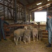 Les éleveurs évaluent le développement et la conformation ainsi que les aptitudes lainières. Photo : H.Flamant