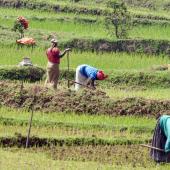 Identifier les grands enjeux qui se posent au monde agricole dans les pays du Sud et les actions pour y répondre (Photo d’archives au Rwanda, source Gescod).