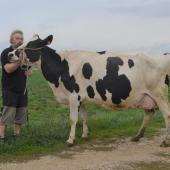 Sébastien Poinsignon et Havana (père Dorsy), une vache en septième veau, sélectionnée pour Agrimax. Photo : H.Flamant