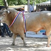 Tango, taureau du GAEC des Blondes, a décroché deux titres : celui de champion mâle adulte et meilleur animal du concours. Son imposante carrure a impressionné le public réunis autour du ring. Photo : I.ANTOINE