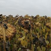 Les semis tardifs de ce printemps, associés aux épisodes pluvieux répétés de ces dernières semaines et aux températures automnales, retardent la maturité et/ou les chantiers de récolte. Photo : L.Jung/Terres Inovia