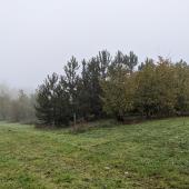 Pour la truffière du parc de Brabois, trois essences ont été choisies : le noisetier commun, le pin noir et le chêne pubescent. Photo : A.Legendre