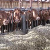 Sur l’exercice écoulé, 1.305 places d'engraissement ont été créées. Photo : H.Flamant
