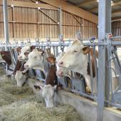 Les vaches taries consomment davantage que les références des années 90 : il faut en tenir compte pour ajuster les rations. Crédit photo : A.Coronel