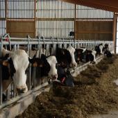 Pour les vaches laitières, l’enjeu est d’apporter une quantité maitrisée d’amidon dégradable pour satisfaire l’équilibre nutritionnel du rumen et prévenir les risques de pathologies digestives.Photo : H.Flamant