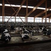 « Chaque lactation supplémentaire améliore le bilan économique, tant que la santé de l’animal permet une poursuite sans dégradation des performances », souligne Franck Lavedrine (IDELE).