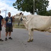 Vincent Krauss et Jérémy Pierre avec Offrande, une vache en 5e veau qui concourra ce week-end à Lunéville. (Crédit photo : Hélène Flamant)