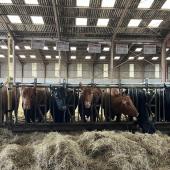 L’après-midi a été consacrée à la visite de la ferme de Louis Remy. Près de 80 animaux Redyblack ont pu être admirés par les éleveurs présents. Photo Bovinext.
