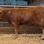 Visiteur, le taureau acquis par le duo à la station de Lanaud pour un prix de 29 100 euros. Photo : J.JORIS