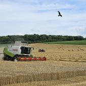 La synthèse de la récolte du blé ressortira-t-elle, à l’instar des orges d’hiver, de 10 % supérieure à la moyenne olympique ? Photo : Nicolas Masson.