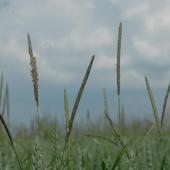 Angélique Abraham : « La gestion des adventices constitue le principal défi ». (Photo : J.JORIS)