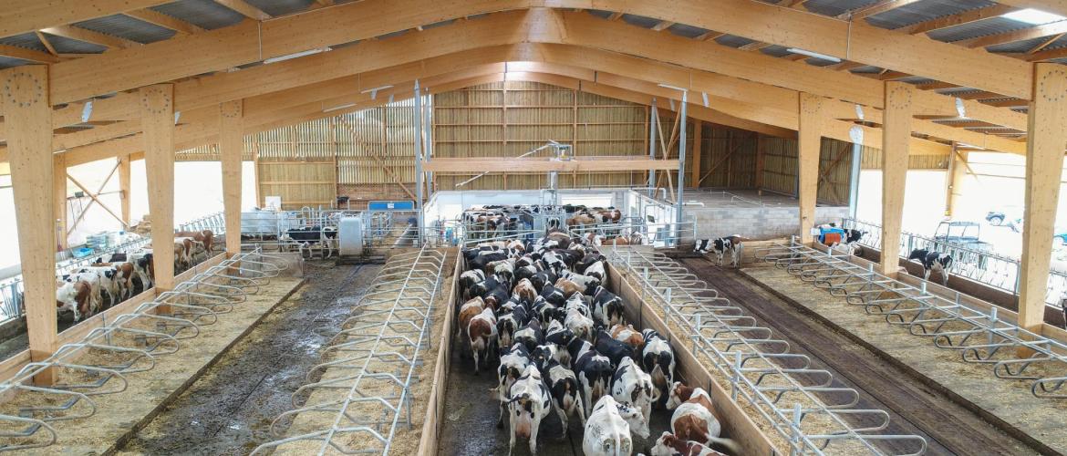 La famille Claudepierre ouvre les portes de son nouveau bâtiment d’élevage le 7 octobre, en partenariat avec Sodiaal Union. Photo : Alexandre Lescure.