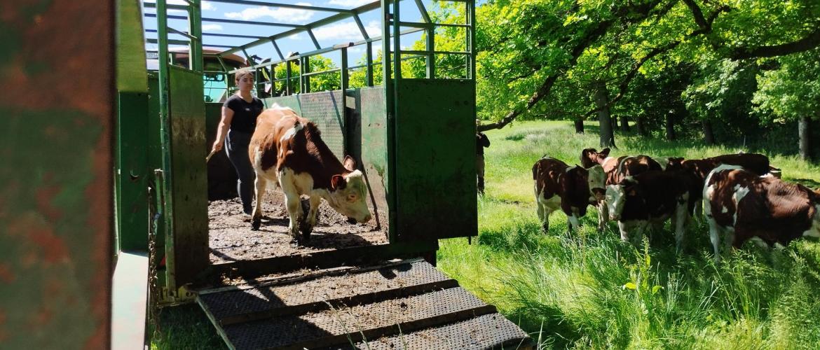 Maéva, élève de seconde professionnelle, fait connaissance avec les bovins. Photo DR.