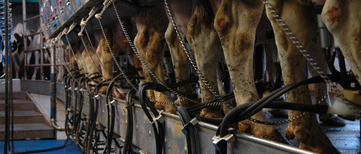 Les analyses de lait par spectrométrie infrarouge sont une mine d’informations sur la composition en acides gras, l’équilibre alimentaire, la santé animale…