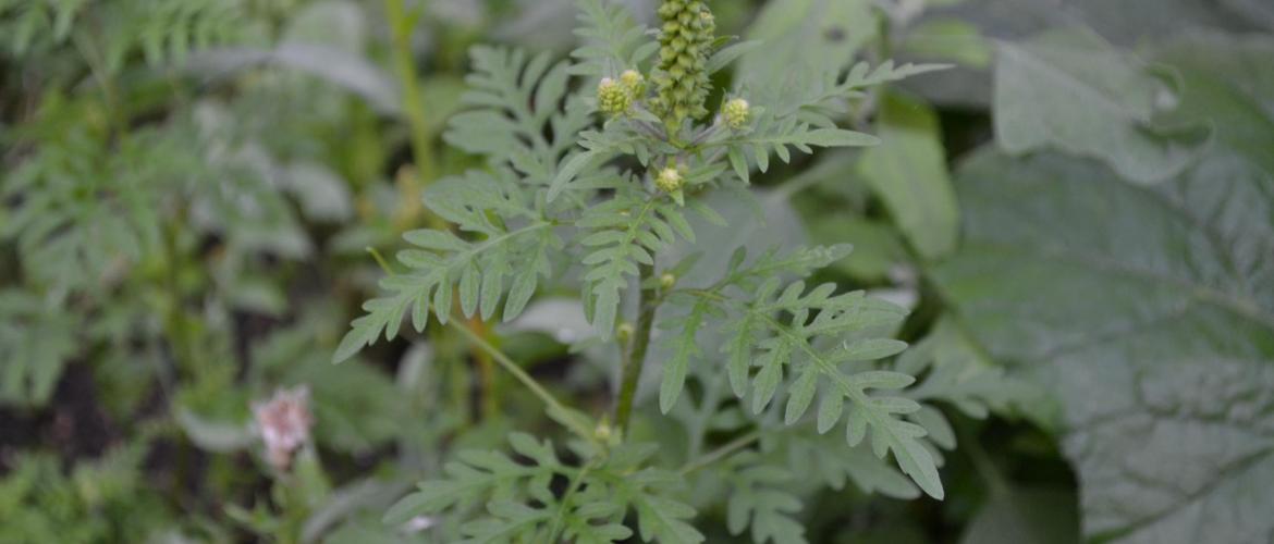 Une seule plante peut produire en moyenne 3.000 graines qui ont une longévité de dix à trente ans, ce qui peut la rendre assez concurrentielle des cultures