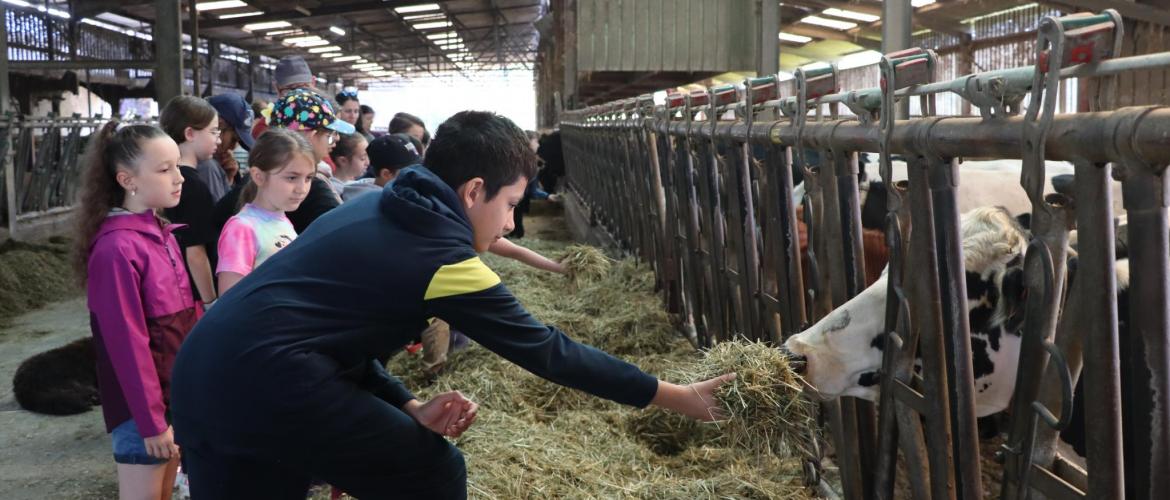 Les enfants profitent d'un moment de complicité avec les vaches du  GAEC de Froid de Fontaine. (Crédit photo : A.Jeanpierre)