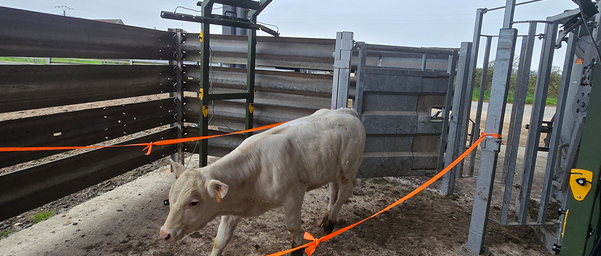 Le scanner pheno3D effectue le contrôle de performances viande de 80 à 100 animaux en deux heures. © Photo Maxence BRUYAS