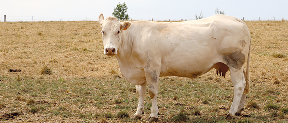 Après une sécheresse importante, il faut éviter une remise en pâture trop précoce pour préserver les prairies. © Photo DR