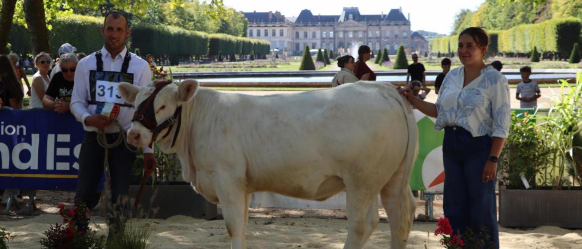 Abondance, grande championne Charolaise 2026 de Lunéville. Photo : H.Flamant.