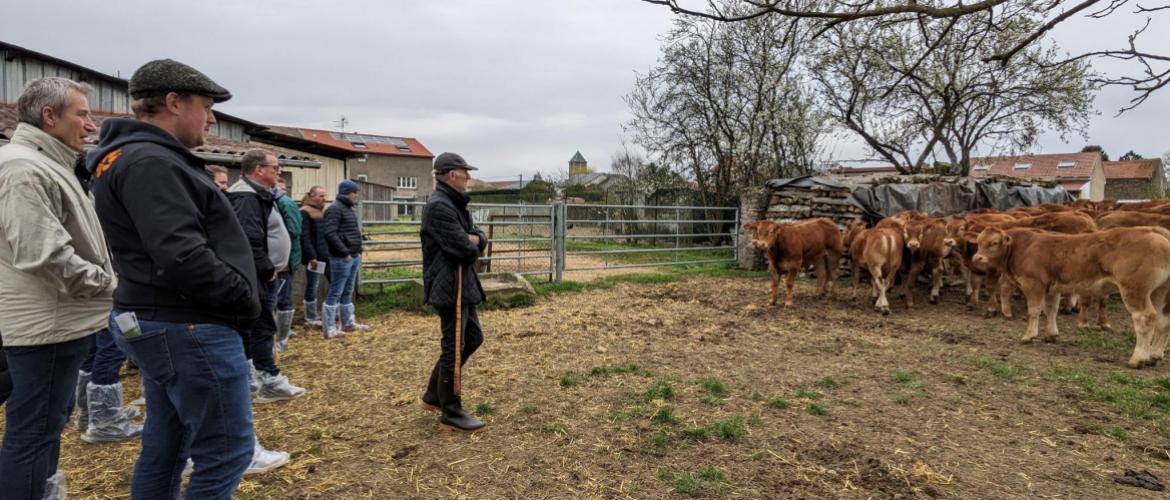 Lors de la visite de l’EARL des Terres Blanches, à Tronville, les adhérents de la section Grand Est du HBL ont observé attentivement les veaux. Photo : A.Legendre