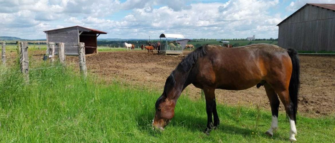 Tout comme les bovins, les chevaux subissent le changement climatique. Le projet Équ'innoccse 2 vise à trouver des solutions pour assurer l’approvisionnement en herbe et fourrages. Photo DR