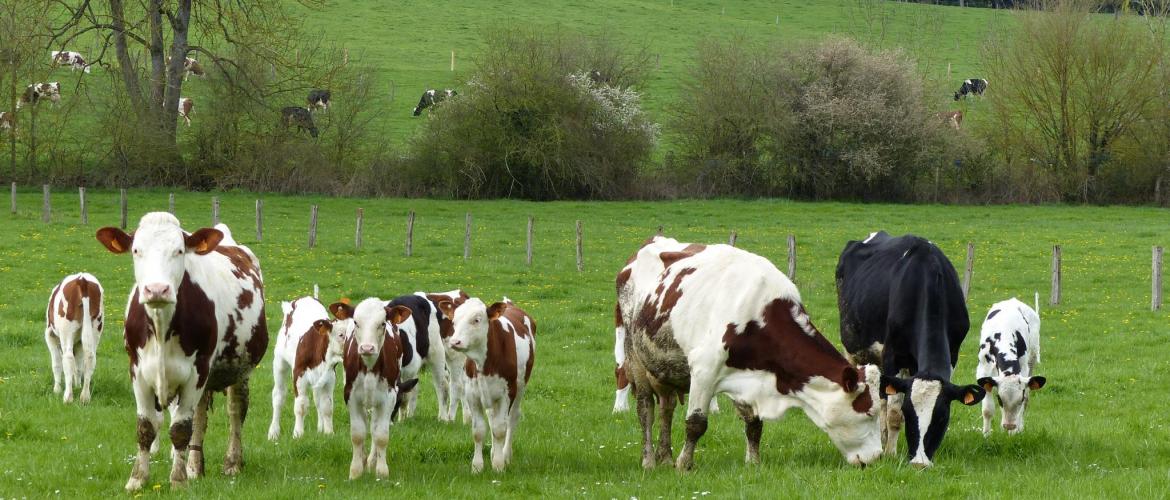 En général, trois veaux sont présentés à une vache nourrice. Photo : Inrae Aster Mirecourt