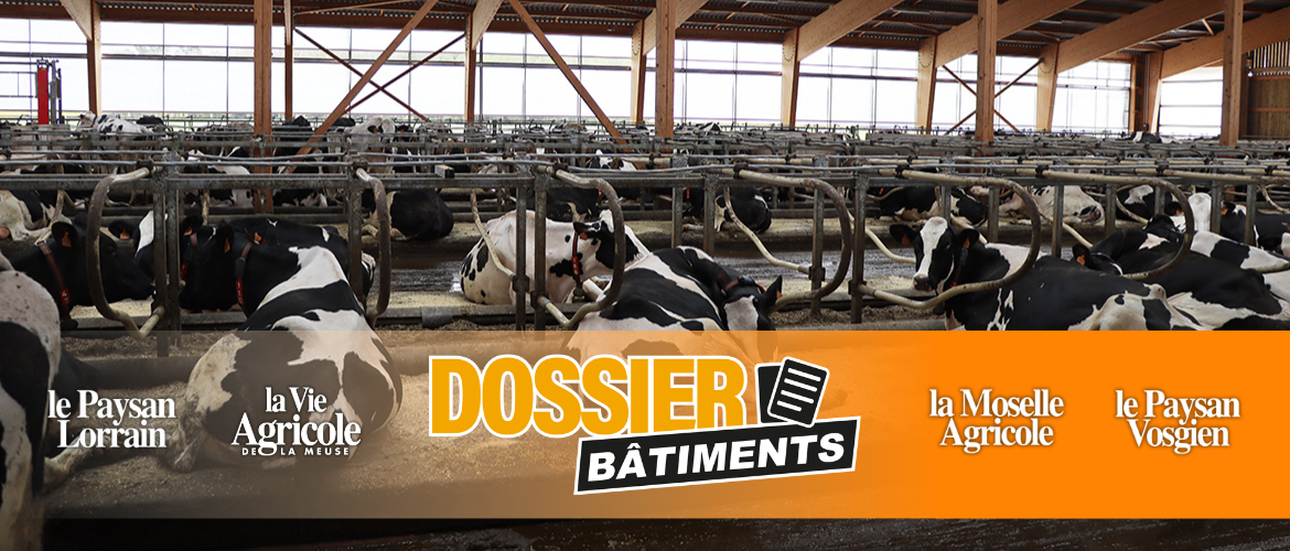 Des logettes bien réglées, ce sont des vaches qui se lèvent naturellement pour aller se faire traire et donc moins de risques de mammites. © Photo Hélène FLAMANT