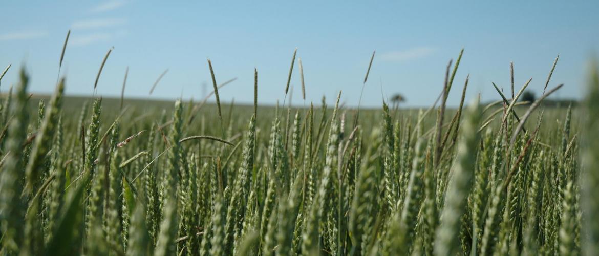 Dans les situations d’enherbement important, il est indispensable de remobiliser des leviers agronomiques pour aider la chimie à fonctionner.  Photo : H.Flamant