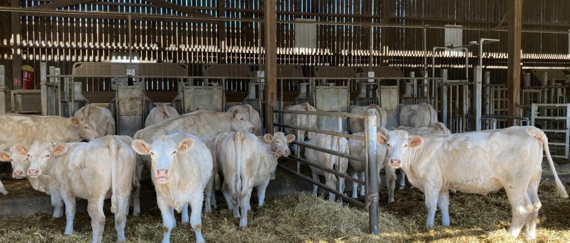 Quatre lots d’une dizaine de génisses de race Charolaise ont participé aux essais à FERM’INOV (Ferme de Jalogny). Crédit photo : FERM’INOV