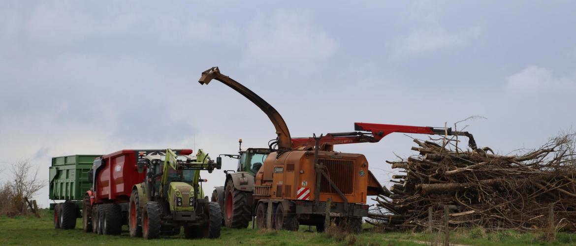 Démonstration de déchiquetage d’aulnes pour la production de plaquettes agroforestières. Photo : H.FLAMANT
