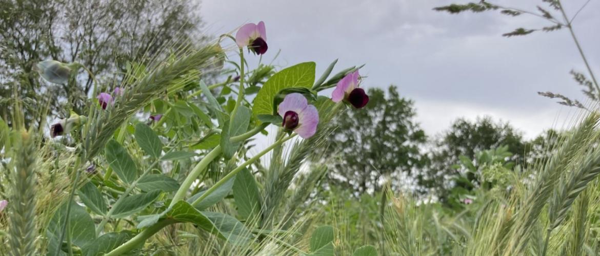 Au printemps prochain, le méteil implanté cet automne pourra être récolté en ensilage au mois de mai et ainsi reconstituer une partie des stocks qui fait aujourd’hui défaut. Photo : S.Schetelat/Idele