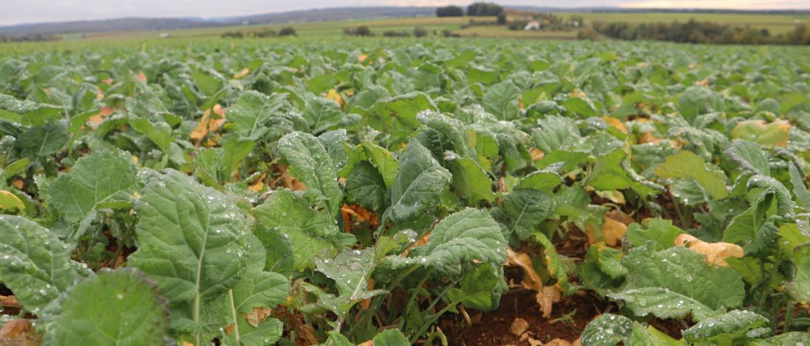 La mesure du poids vert du colza en entrée hiver est fortement recommandée pour optimiser la fertilisation azotée des gros colzas. Photo : C.Guiziou-Jouen/Terres Inovia