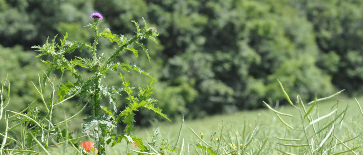 La pression chardon ne cesse d’augmenter depuis dix ans. Photo : Terres Inovia