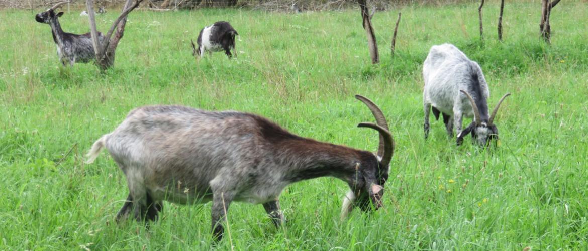 Les chèvres de William Rouleau bénéficient de 10 ha d’herbe sur les terrains de Novacarb. Une herbe que cette race rustique valorise bien. Photo : H.Flamant