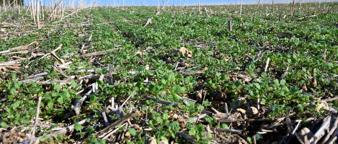 Si la répartition des repousses ne permet pas d’atteindre l’objectif de peuplement après un passage d’outil, l’intérêt économique du maintien des repousses sera compromis. Crédit photo : Laurent Jung - Terres Inovia