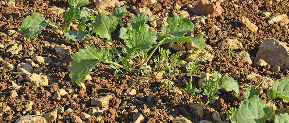 Association colza–lentille : une implantation simple, un impact limité sur le colza, et un vrai atout agronomique et logistique (crédit photo : Laurent JUNG)