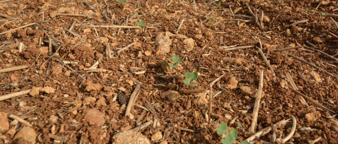 L’implantation du colza conditionne la robustesse de ce dernier vis-à-vis des agresseurs et des aléas climatiques. Crédit photo : Terres Inovia