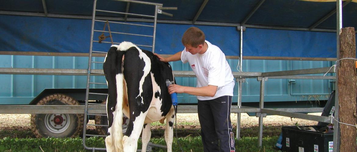 Démonstration de clippage par les jeunes agriculteurs, le savoirfaire de la présentation.