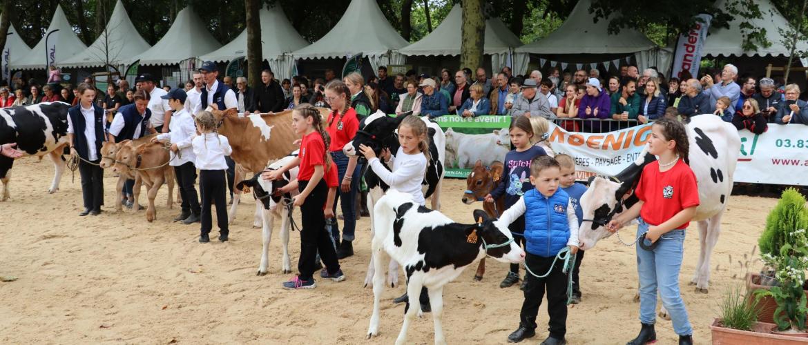 Les enfants d’éleveurs ont connu leur quart d’heure de gloire en défilant avec leurs veaux devant plusieurs centaines de spectateurs. (crédit photo : JJ)