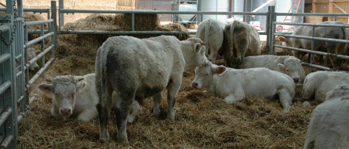 Les coûts alimentaires des rations sont en baisse pour la deuxième année consécutive. Photo : H.Flamant