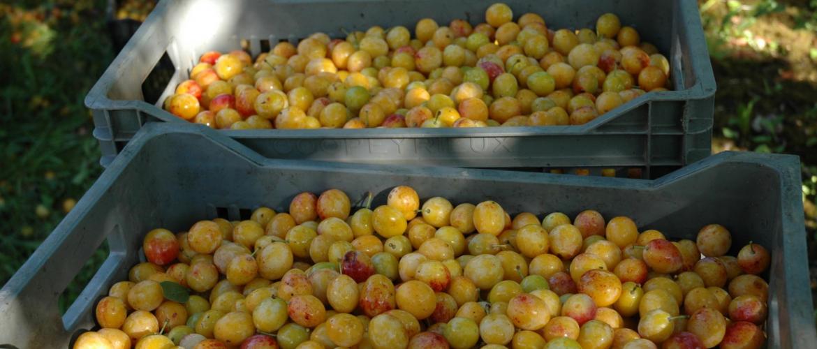 La récolte des mirabelles a commencé le 14 août. Photo : H.Flamant