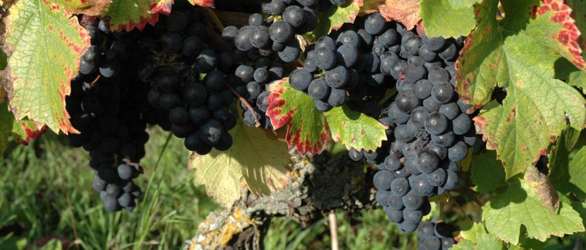 Un rapprochement s’est amorcé avec la maison du Tourisme Terres Touloises, pour la promotion de la route des vins et vignerons. Photo : H.Flamant.