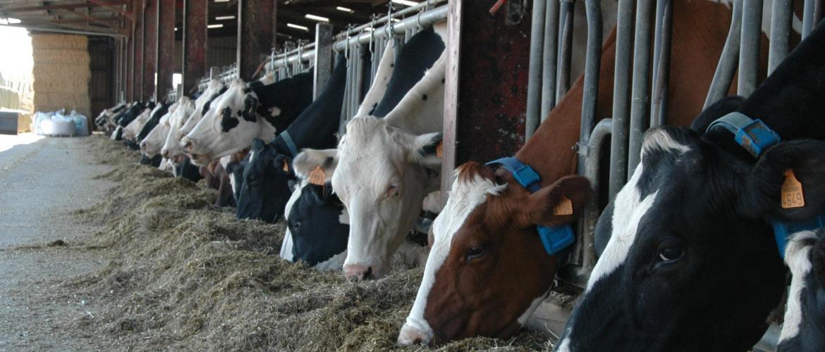 La vaccination est la seule mesure à long terme pour maitriser la fièvre Q en élevage. (Crédit photo : H.Flamant)