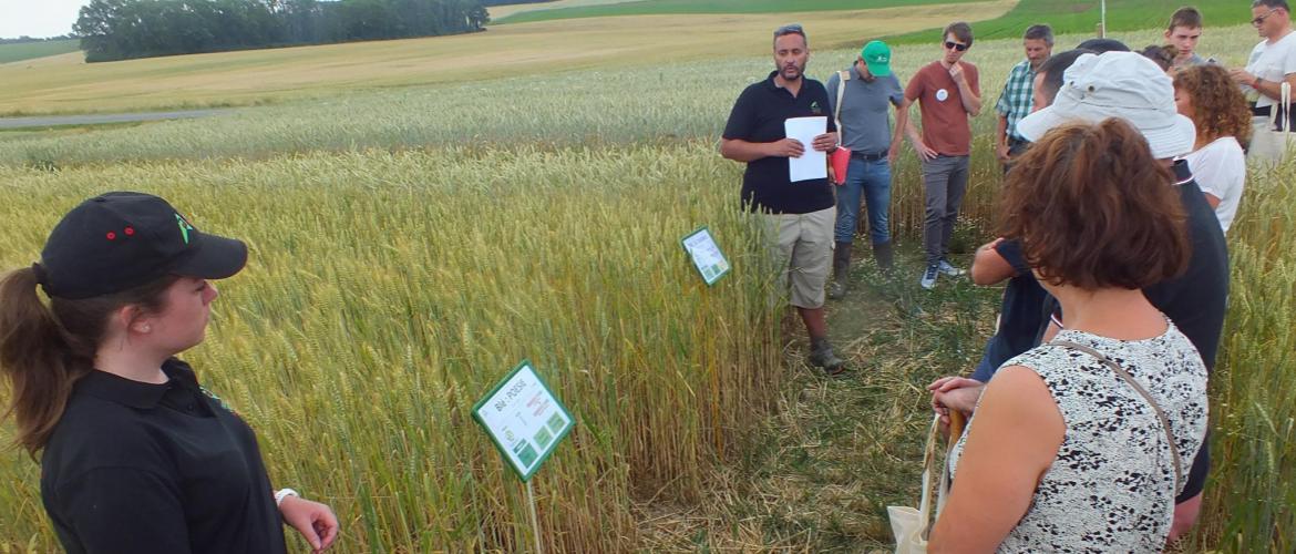 Les conseillers ont passé en revue une trentaine de variétés cultivées sur des microparcelles. 