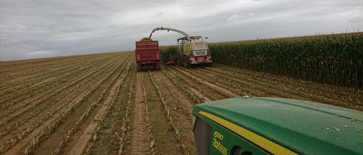 En Meurthe-et-Moselle, l'ensilage ne devrait pas intervenir avant le 5 septembre, selon les estimations. Photo : FarmerSeb.